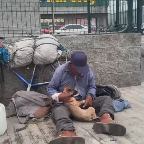 Gato en adopción en Mérida
