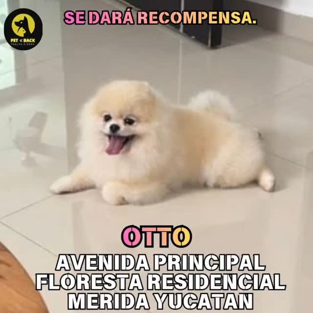 Perro mascota perdida en Las Américas