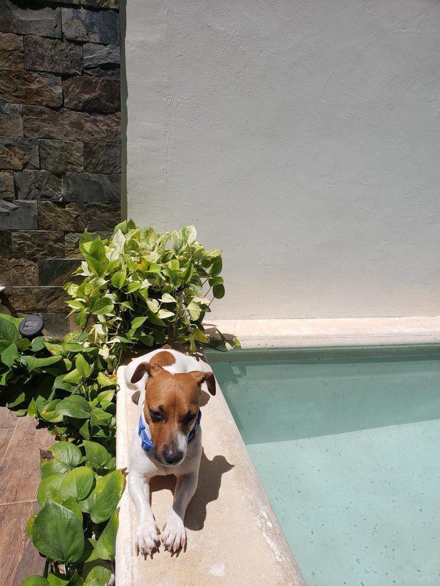 Perro mascota perdida en Díaz Ordaz
