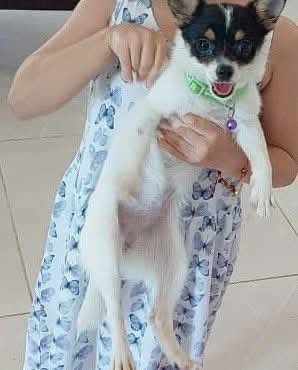 Perro mascota perdida en Las Américas