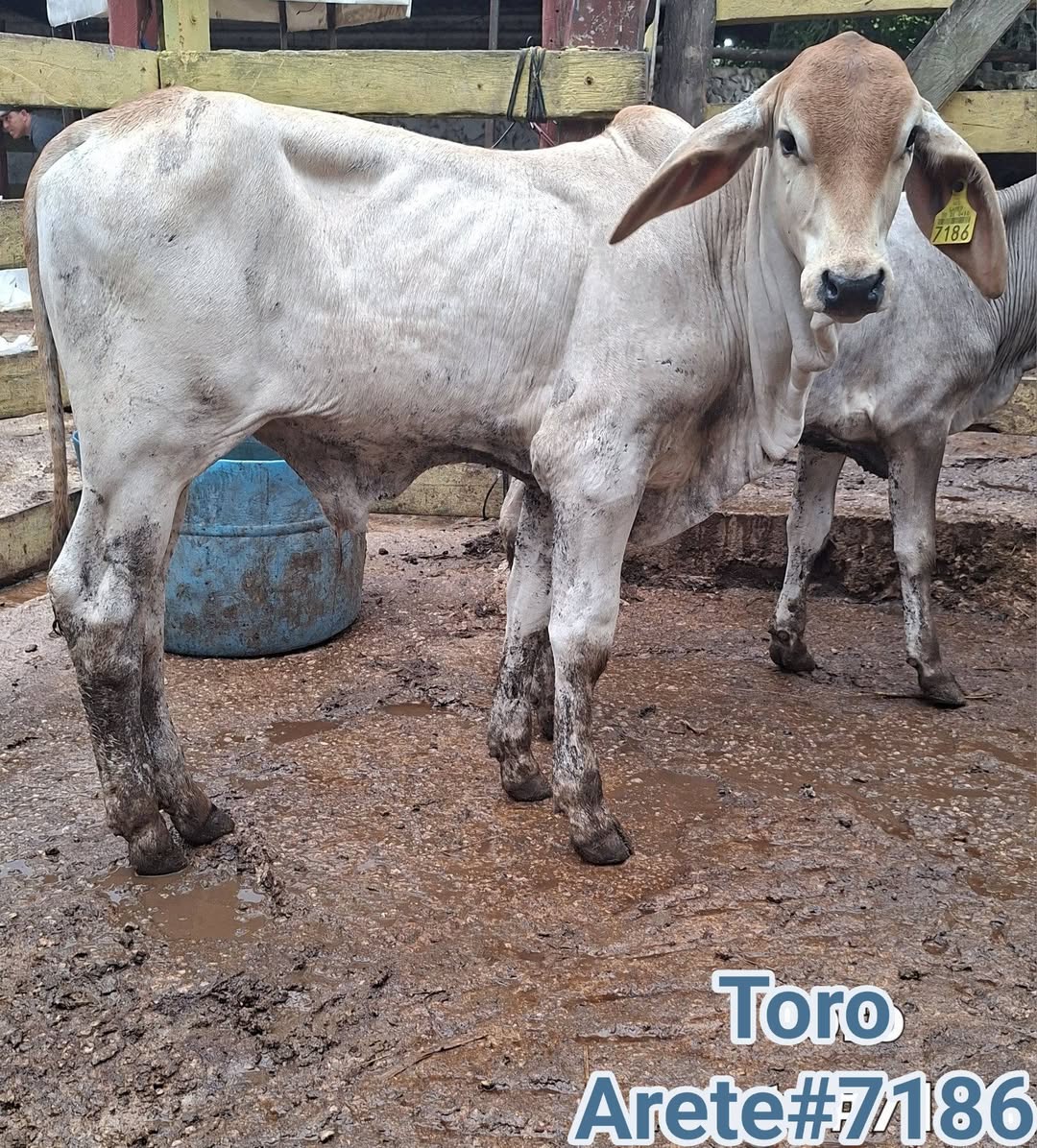 10 Toritos Listos para Engorda: Excelente Genética y Calidad para su Producción