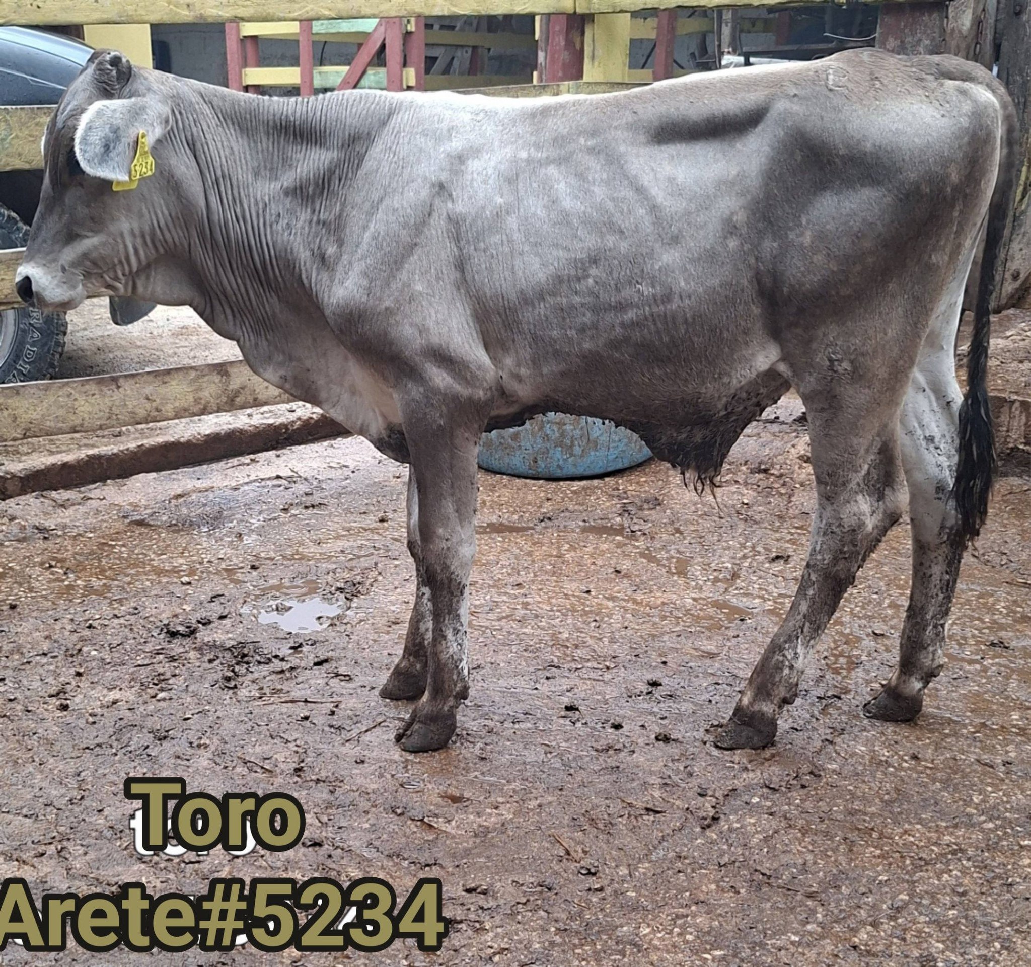 10 Toritos Listos para Engorda: Excelente Genética y Calidad para su Producción