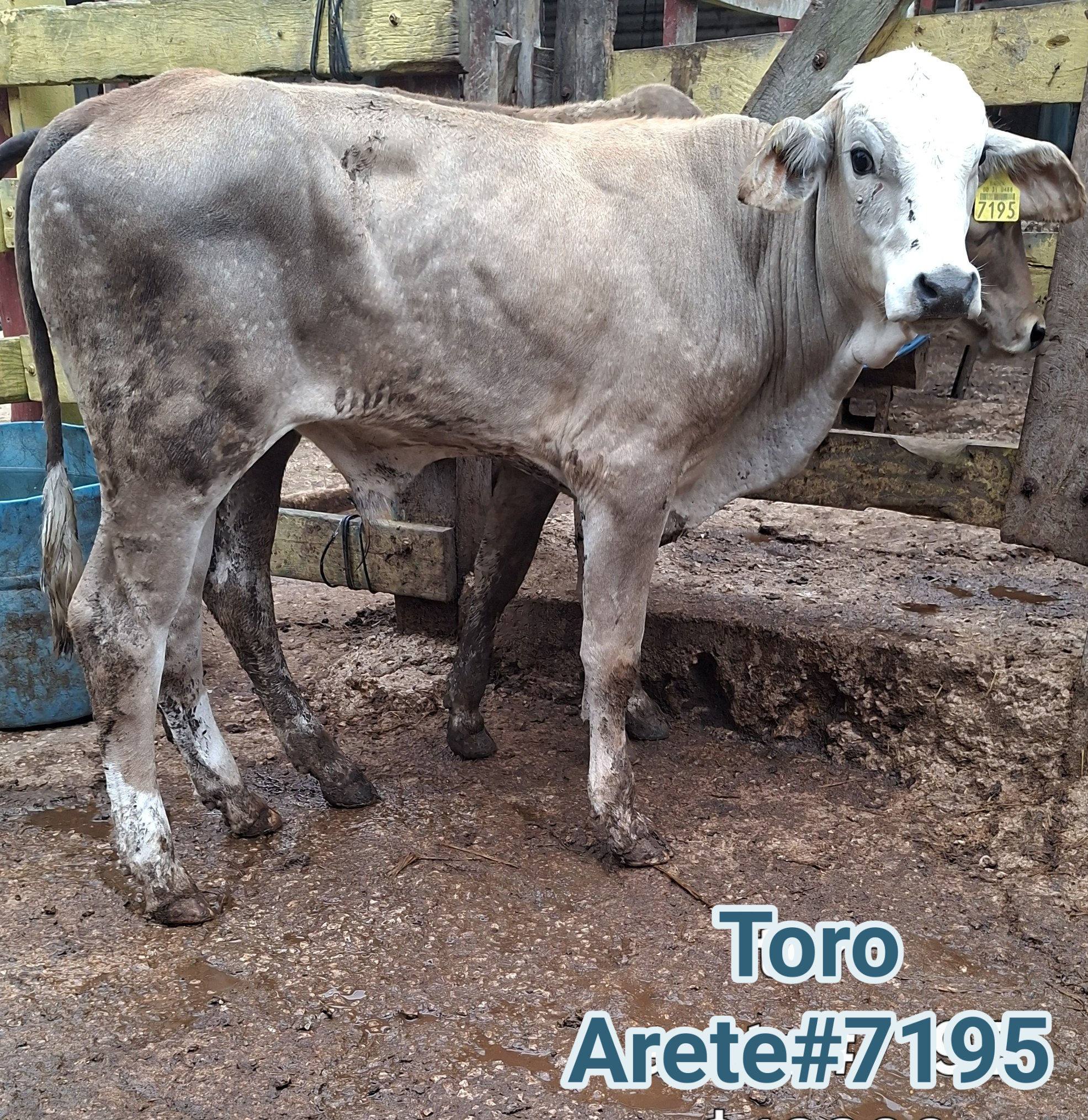 10 Toritos Listos para Engorda: Excelente Genética y Calidad para su Producción