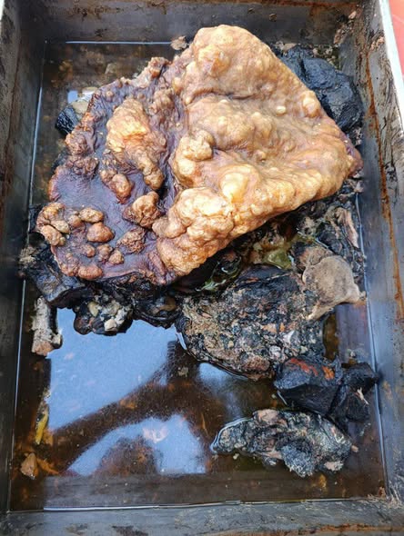 Taquería La Yucateca