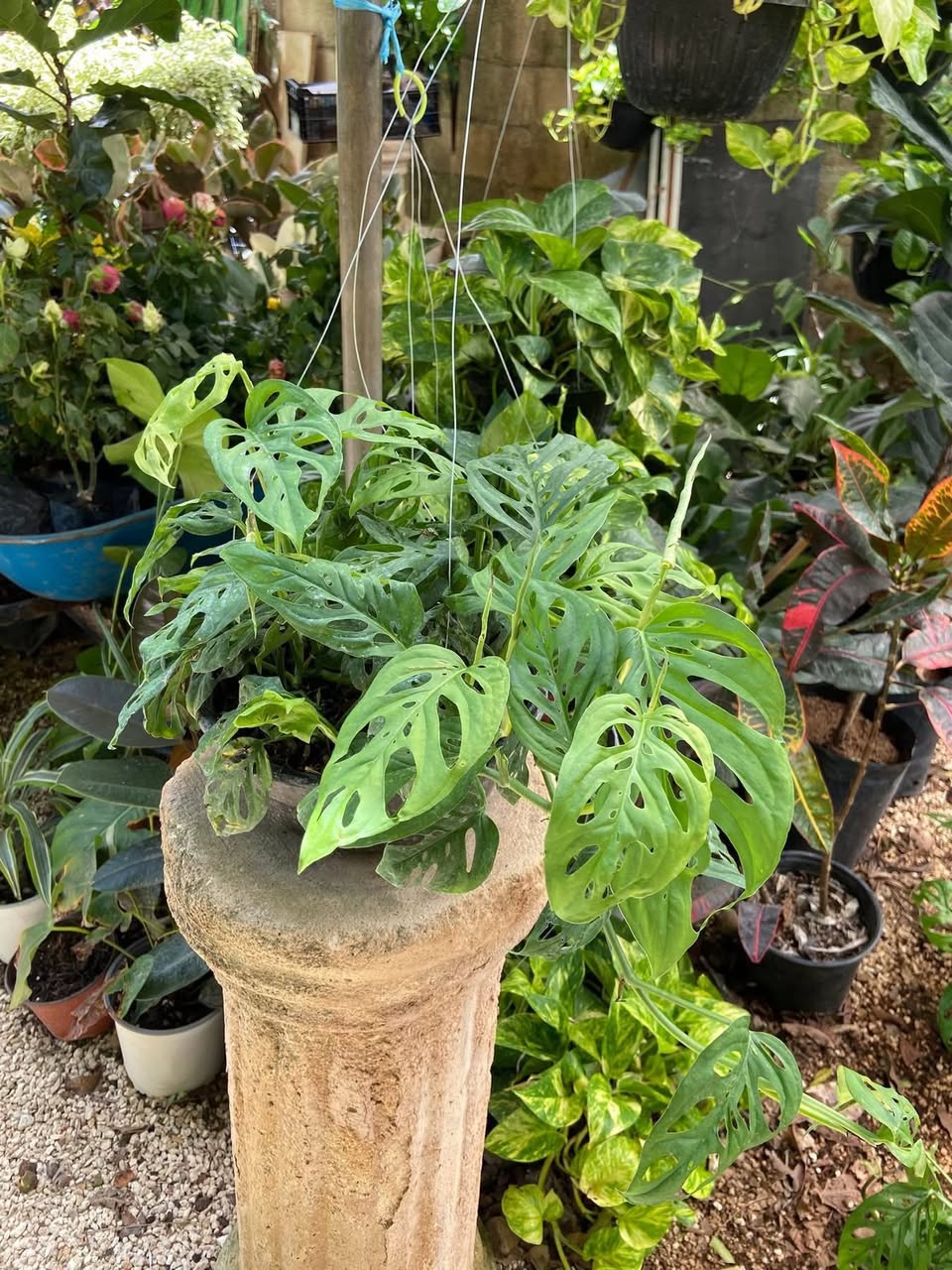 Anthura Ab - Plantas colgantes