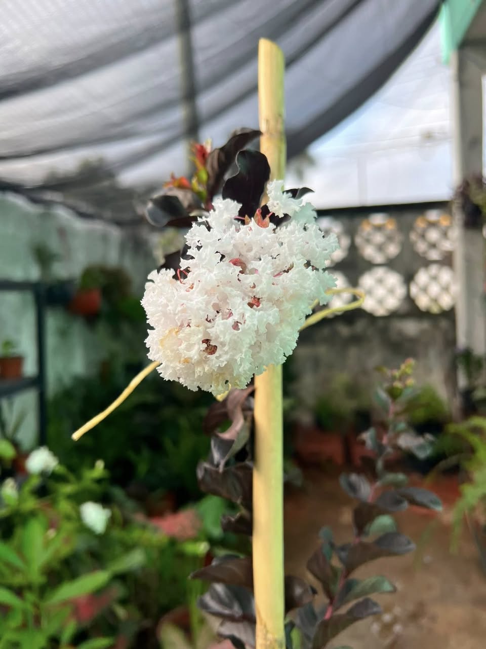 Astromelia Jupiter Black