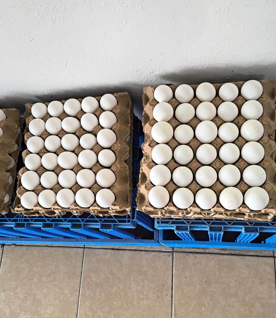 Dos charolas con huevos blancos organizados en empaque de carton sobre piso gris.