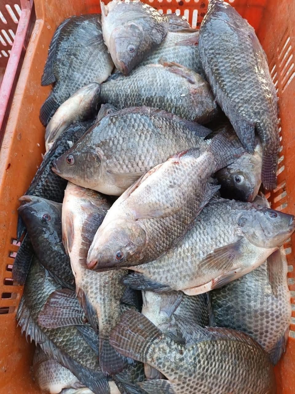 Costa Brava Mariscos — Kanasín