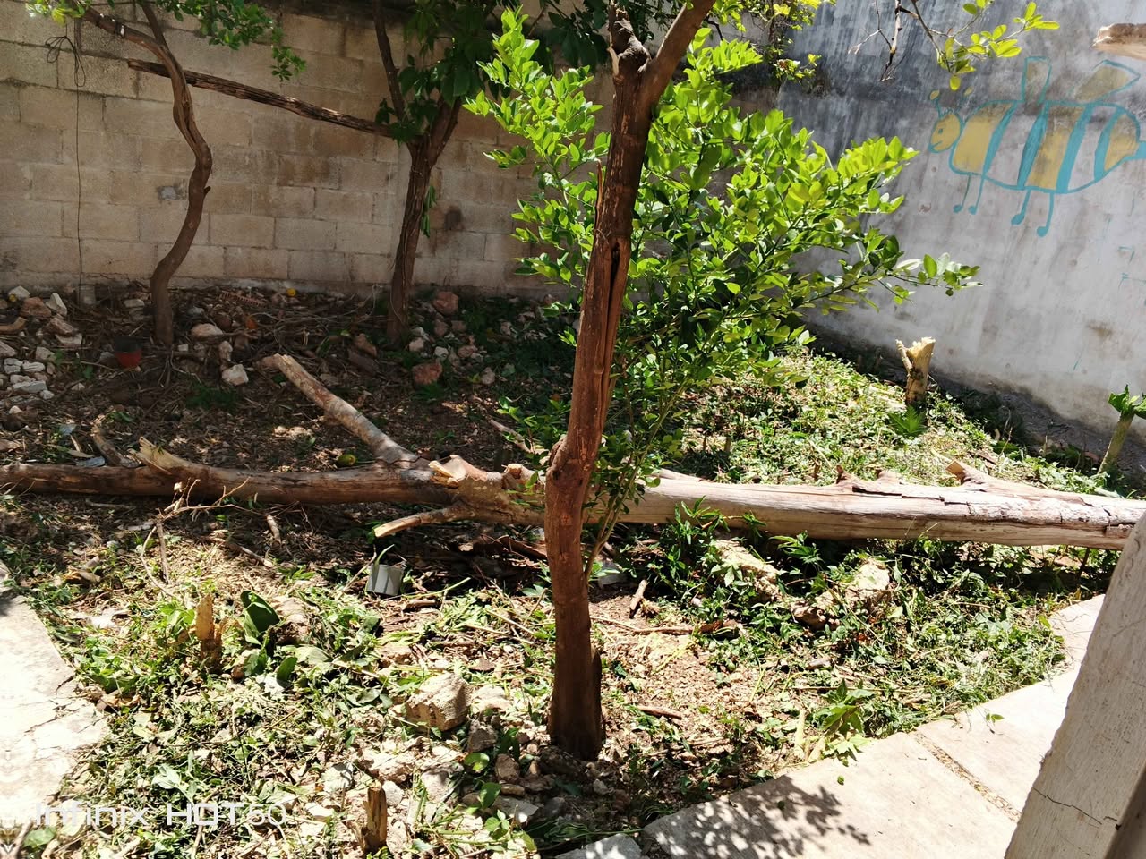 Desmonte a domicilio: Limpieza y retiro de escombros de tu terreno o terraza