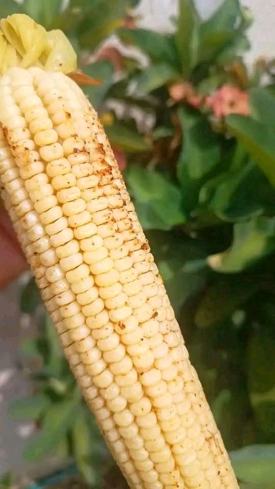 Elotes deliciosos con receta única, tradicional y original para disfrutar en este clima