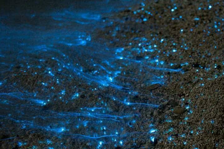 Experiencia de Bioluminiscencia Nocturna en San Felipe, Yucatán