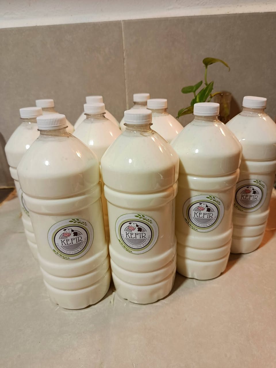 Kéfir bebida fermentada casera — Cecilio Chi