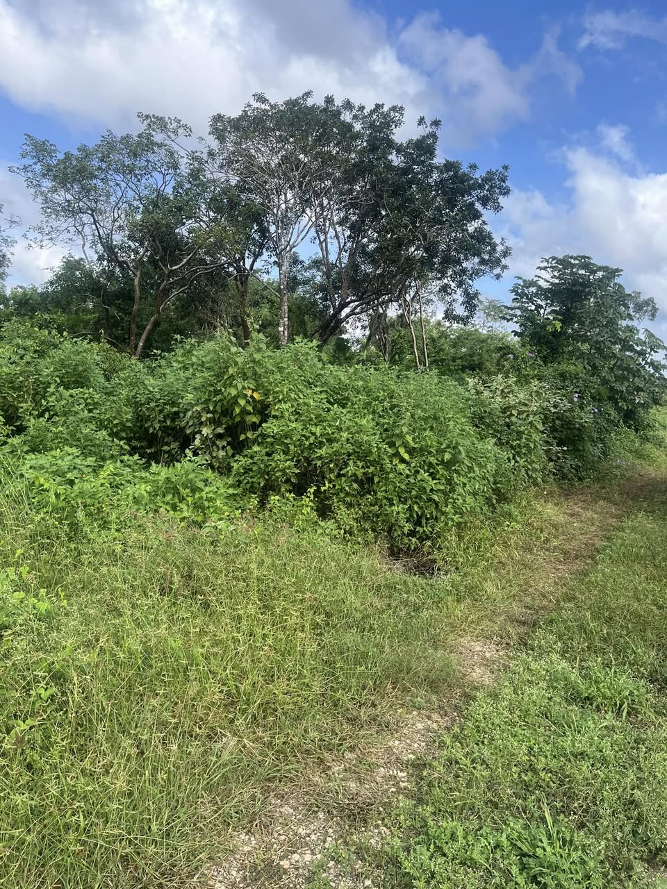 Lote en Venta Colonia San Francisco