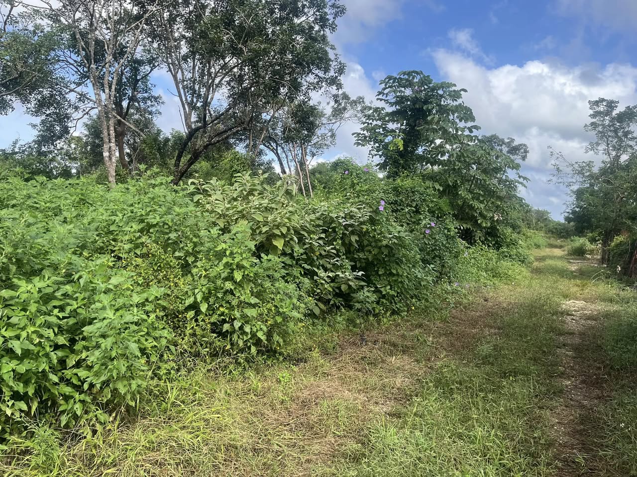 Lote en Venta Colonia San Francisco