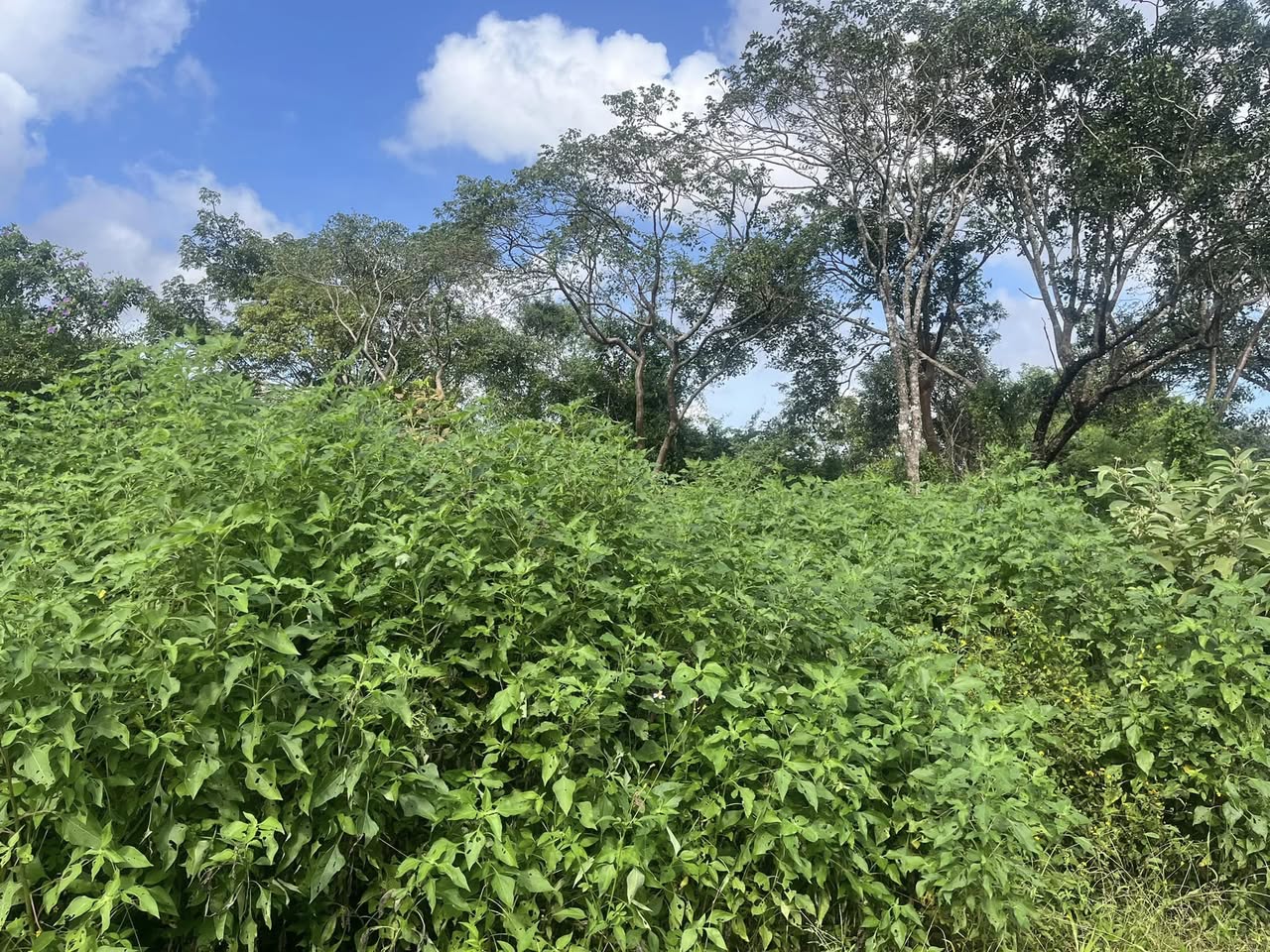 Lote en Venta Colonia San Francisco