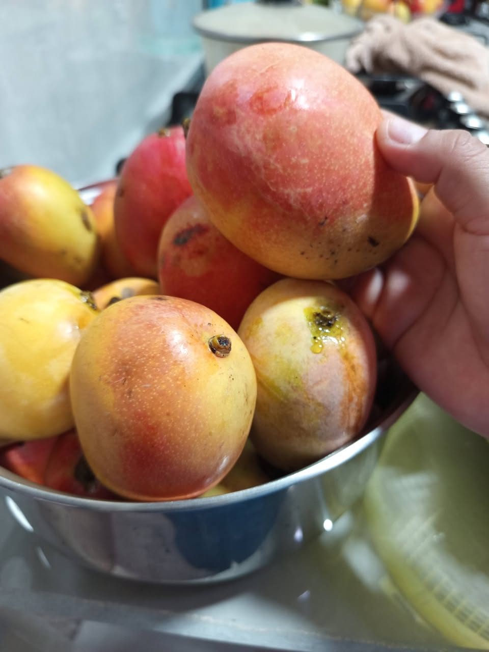 Mangos o frutas tropicales rojas y amarillas recién cosechadas en tazón azul con tallo verde.
