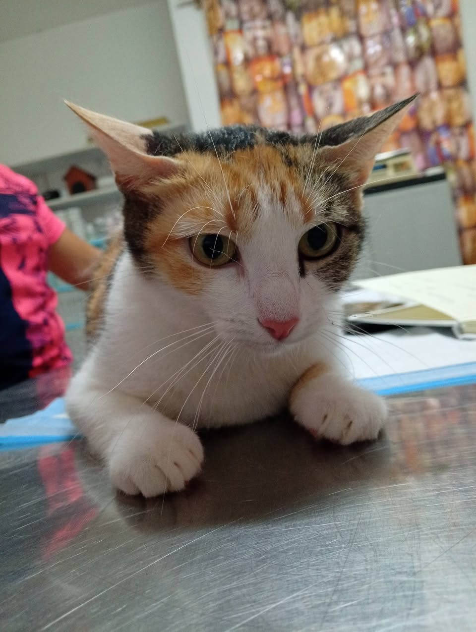 Minkis Pet's Veterinaria — Dolores Otero
