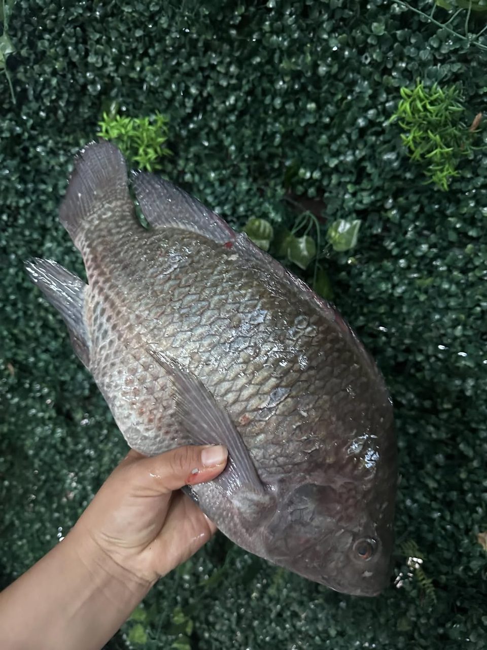 Mojarra Jumbo de Río — San José Tecoh