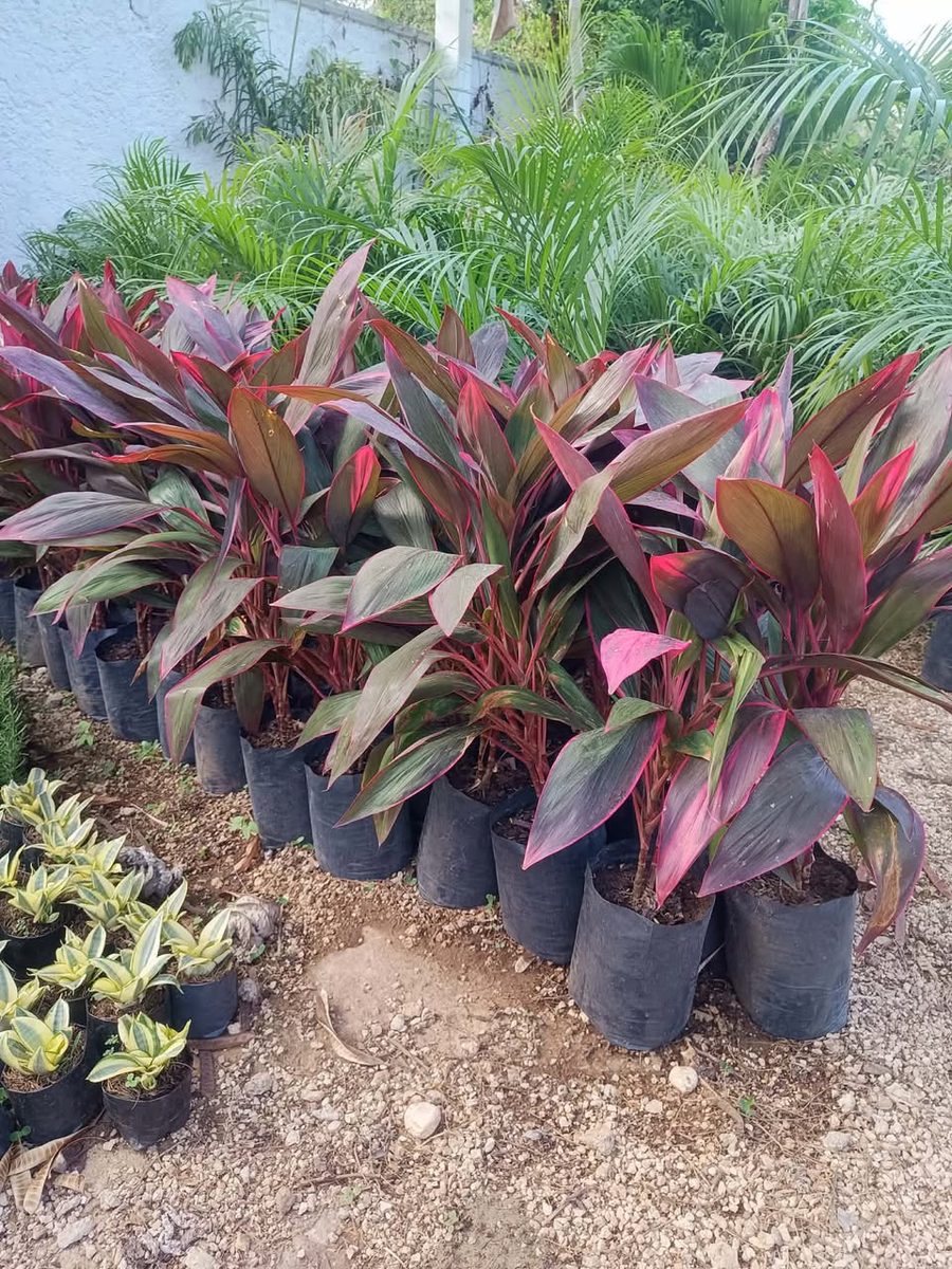 Venta de Plantas para Jardín — Díaz Ordaz
