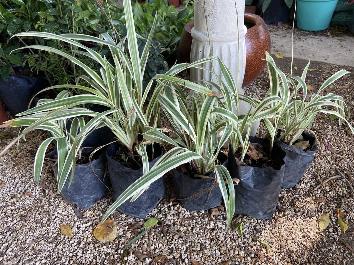 Venta de Plantas para Jardín