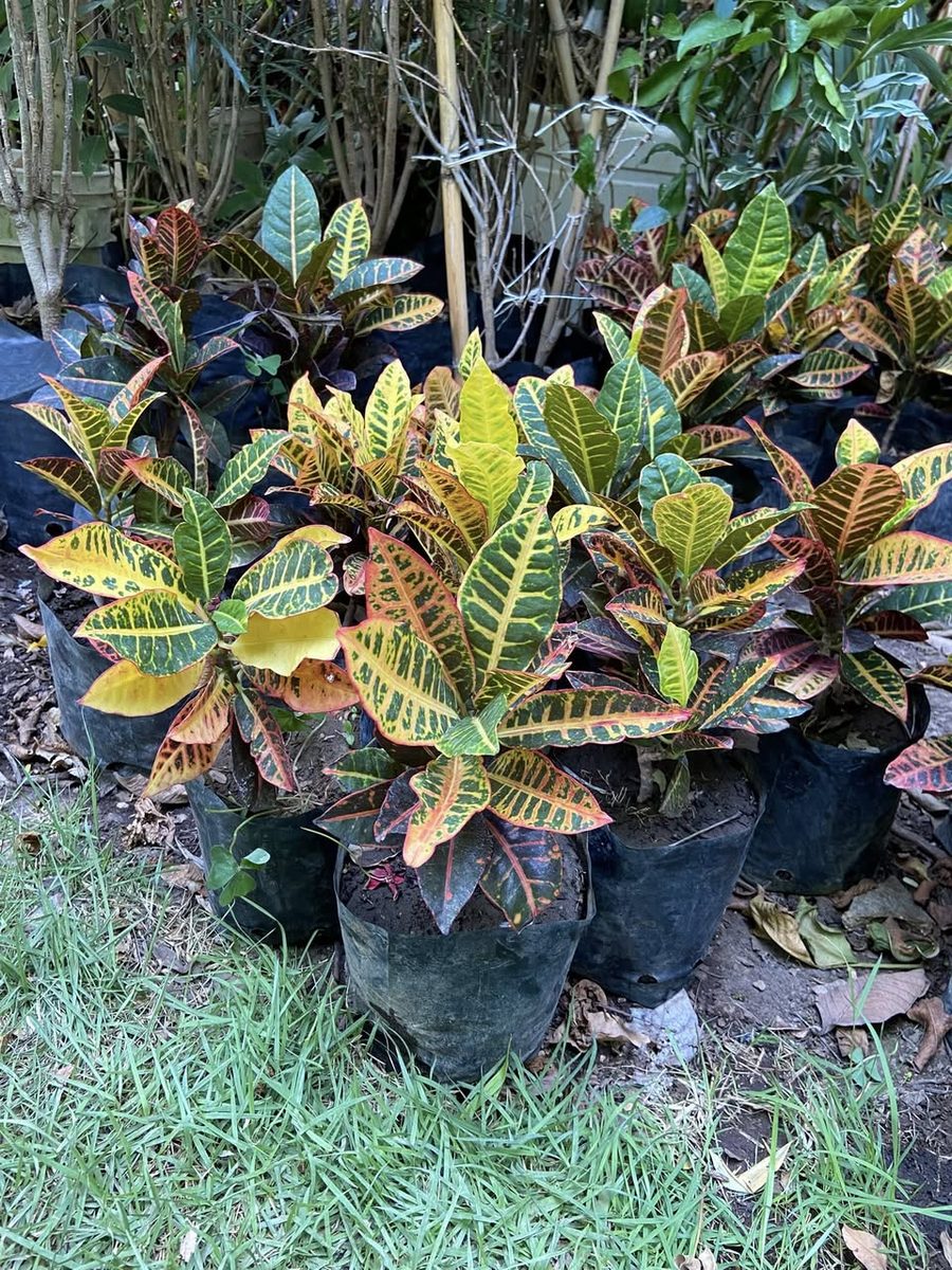 Venta de Plantas para Jardín