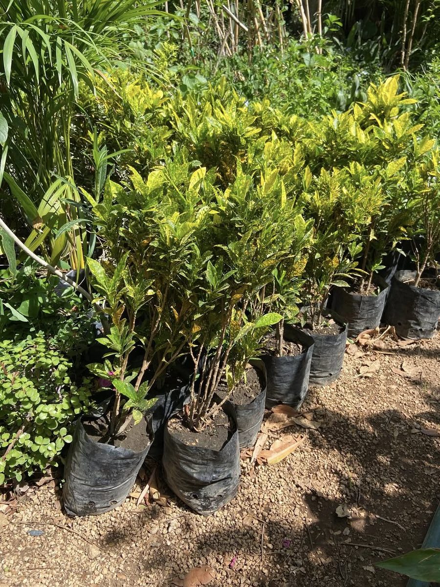 Venta de Plantas para Jardín