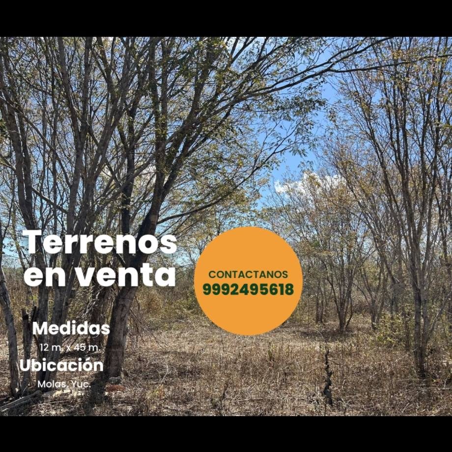 Lotes Ejidales - Molas — Díaz Ordaz
