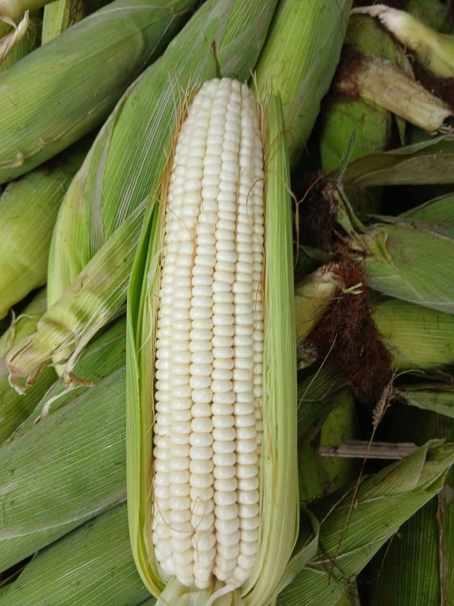 Venta de Elotes