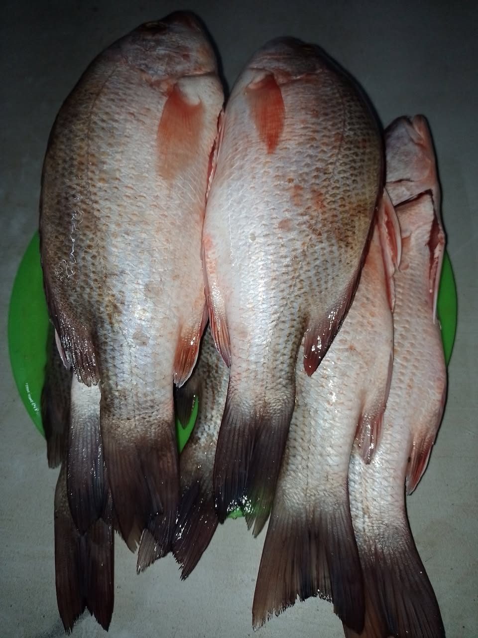 Pescados y Mariscos Fresco