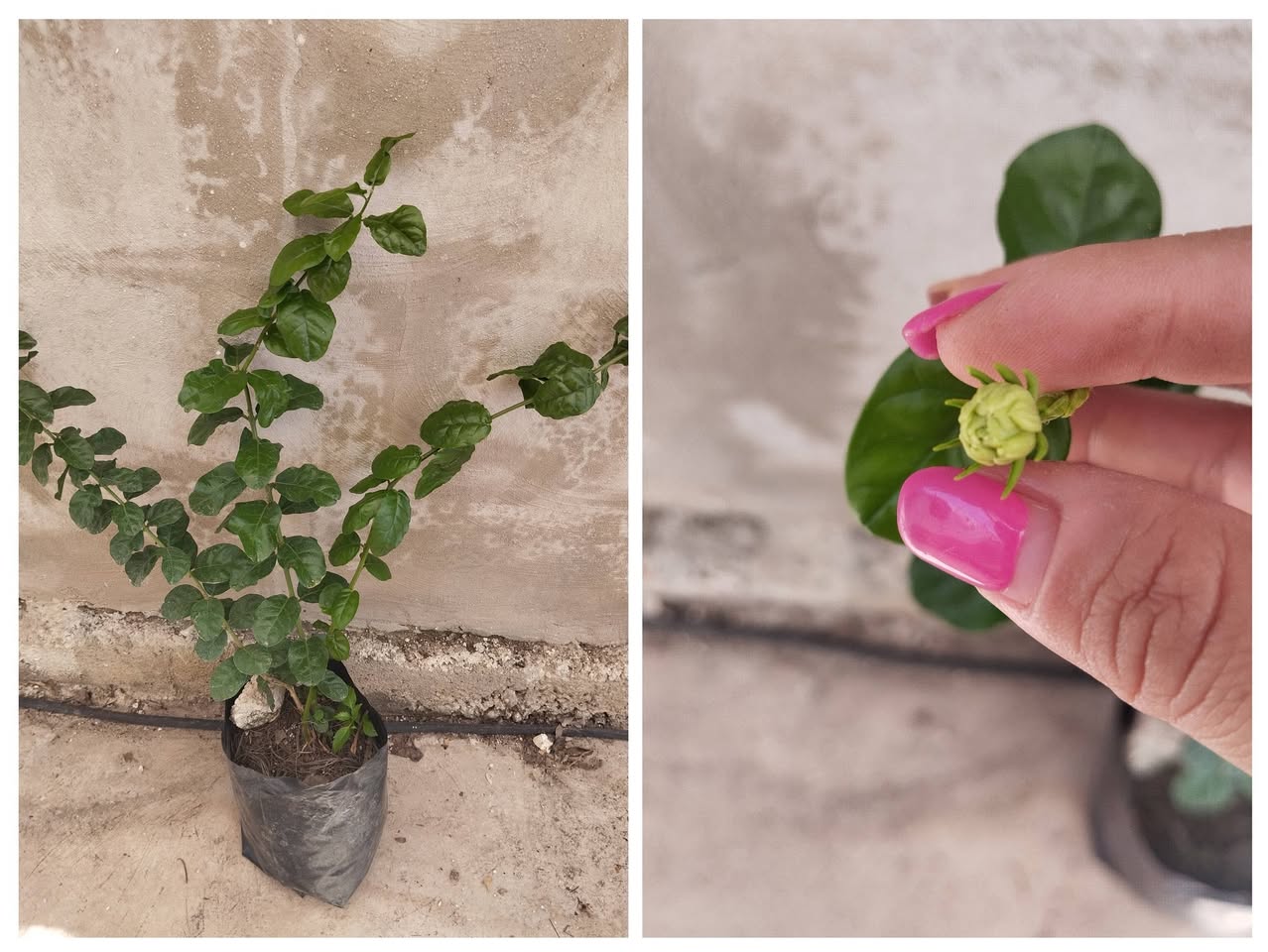Plantas y Tierra Abonada
