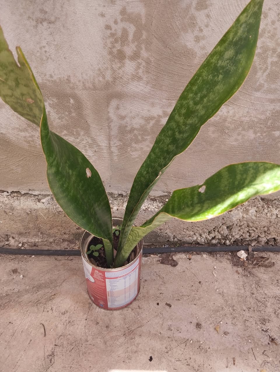 Plantas y Tierra Abonada