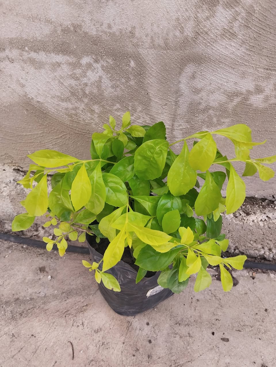 Plantas y Tierra Abonada