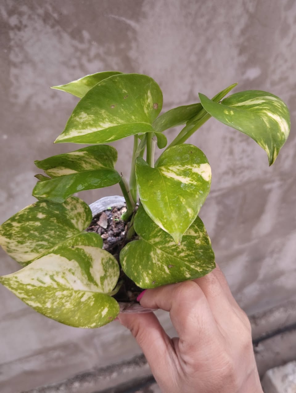 Plantas y Tierra Abonada