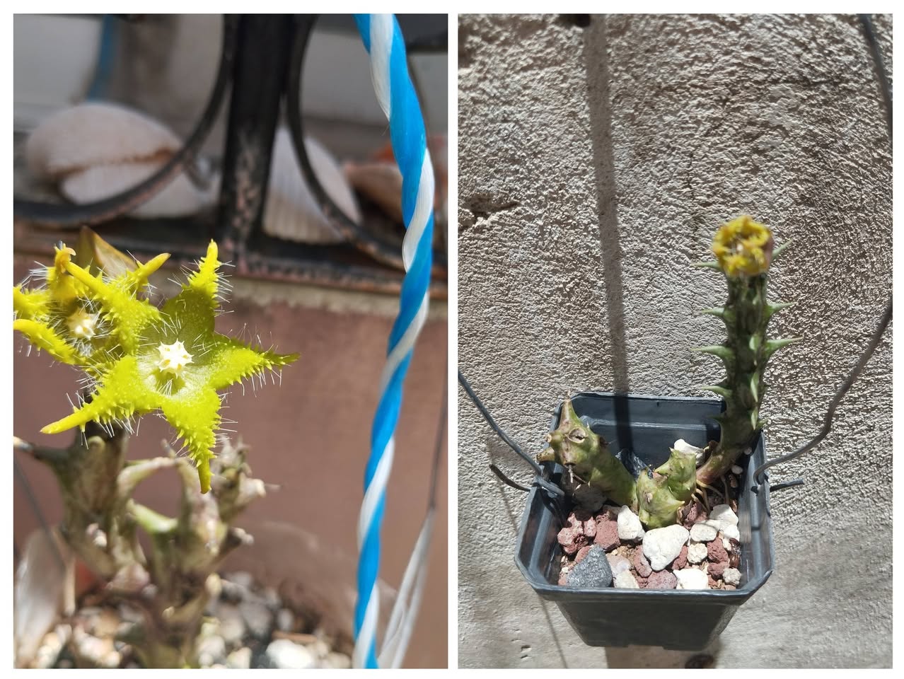 Plantas y Tierra Abonada