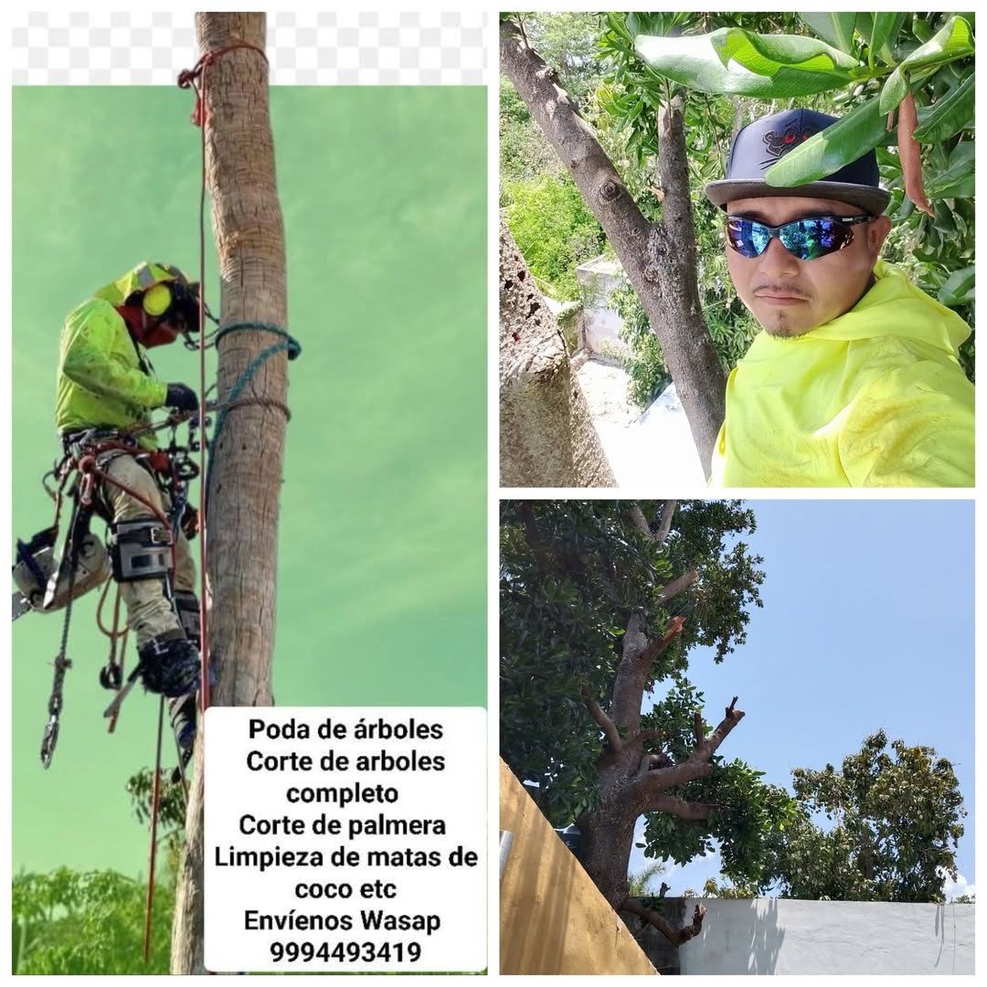 Poda y Corte de Árboles — San José Tecoh