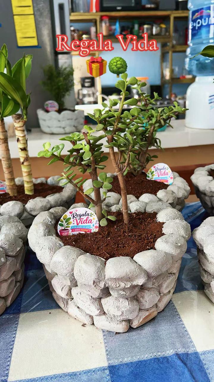 Regala Vida: Palos de Brasil y Suculentas en Macetas para Decorar tu Espacio