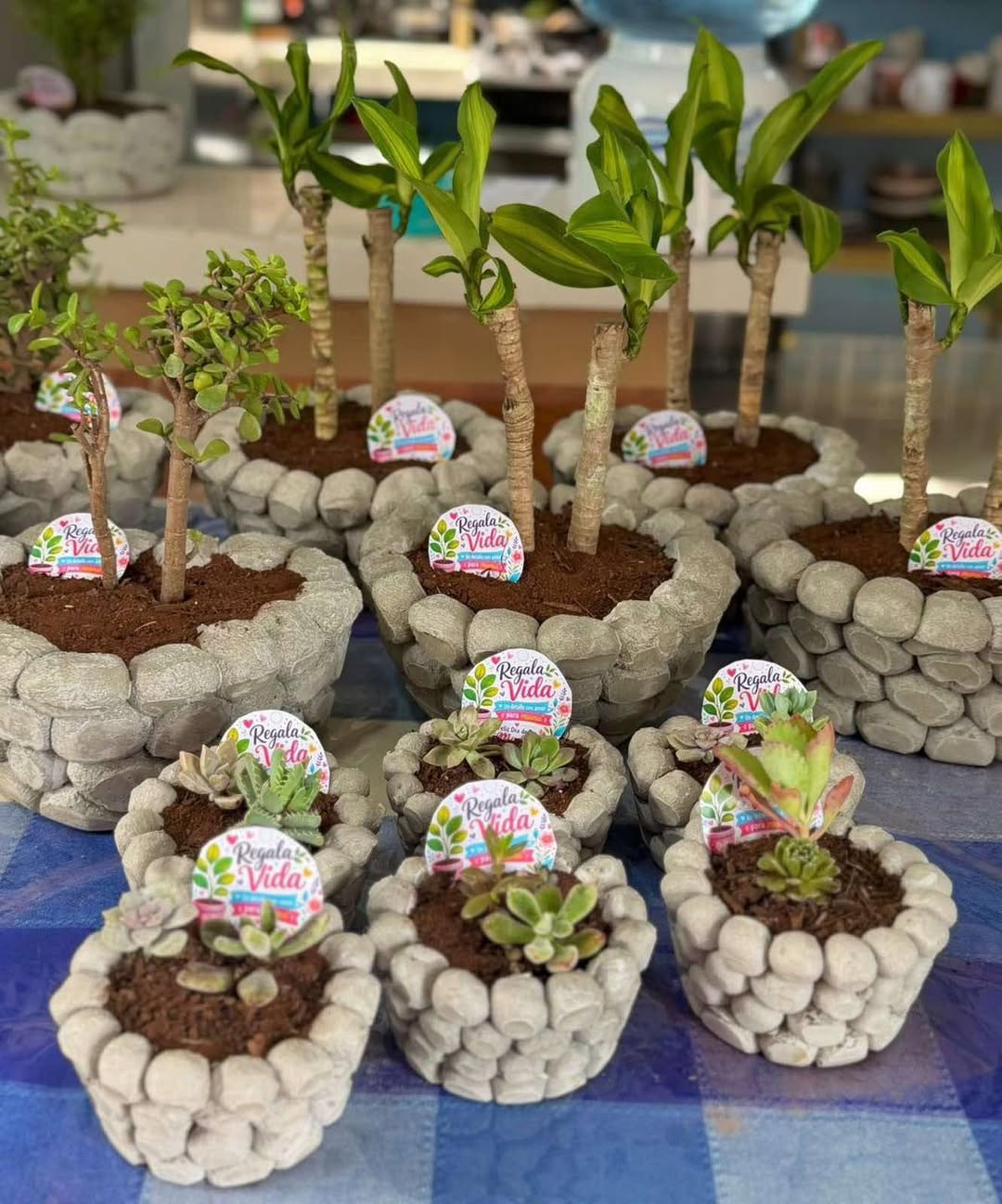 Regala Vida: Palos de Brasil y Suculentas en Macetas para Decorar tu Espacio