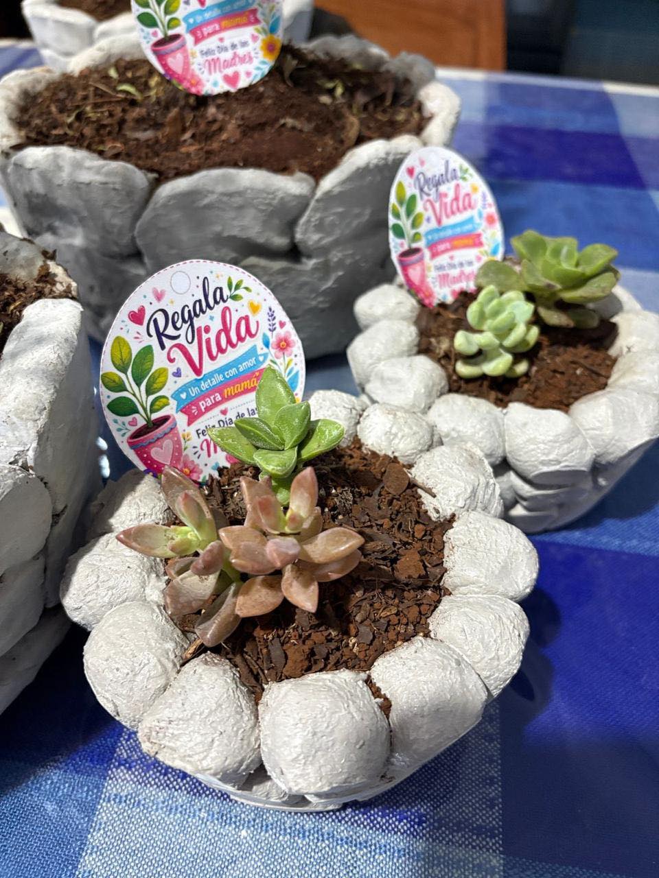 Regala Vida: Palos de Brasil y Suculentas en Macetas para Decorar tu Espacio