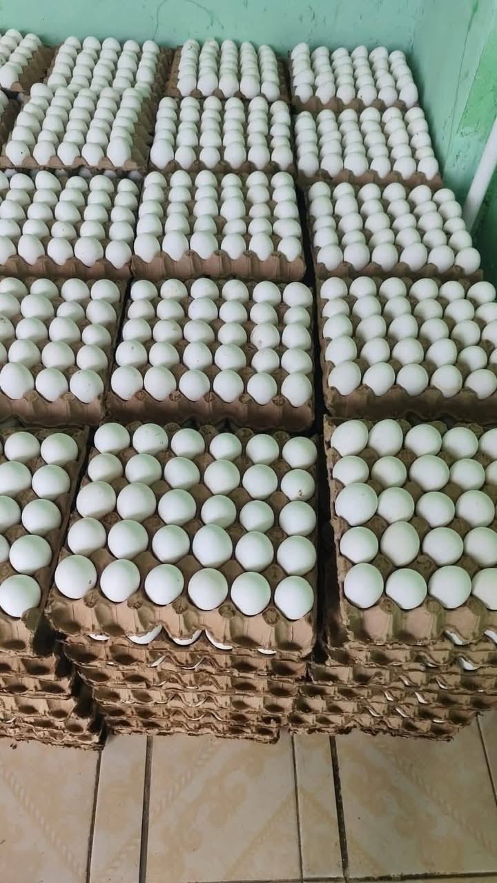 Servicio a Domicilio de Rejas y Huevos para Negocios y Público