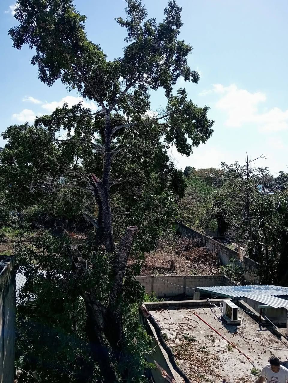 Servicios de Corte de Árbol