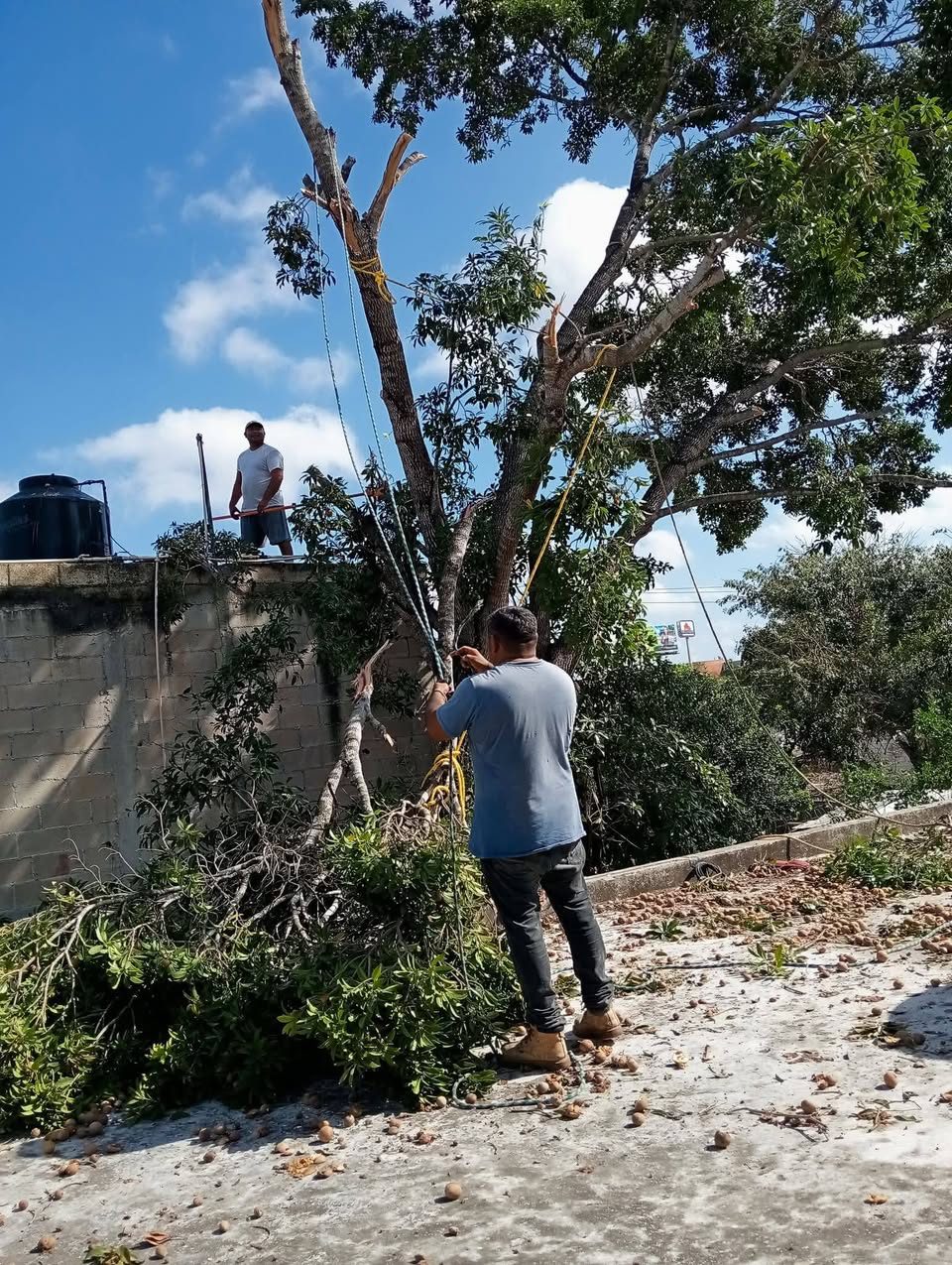 Servicios de Corte de Árbol