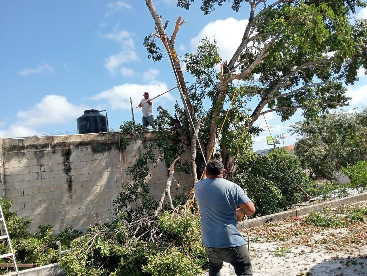 Servicios de Corte de Árbol