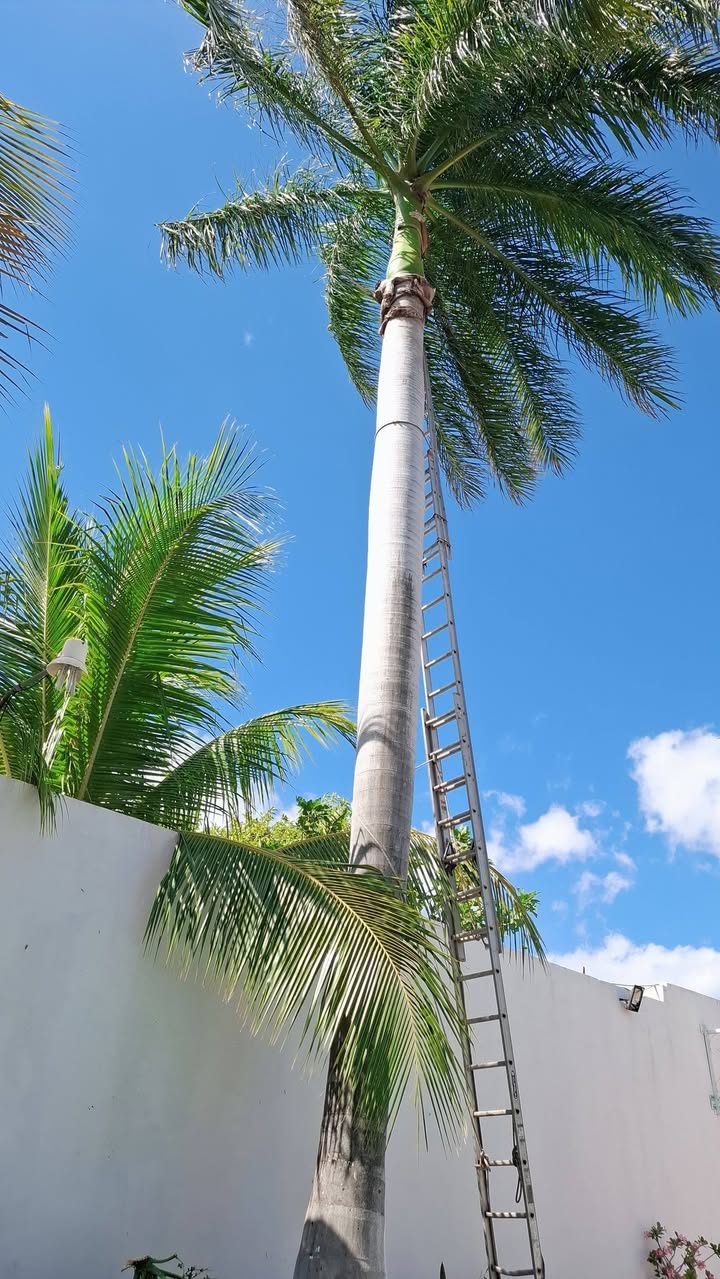 Servicios de Jardinería