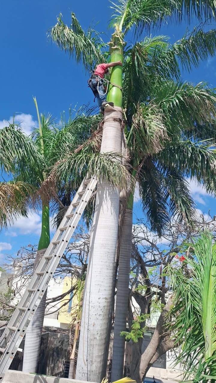 Servicios de Jardinería