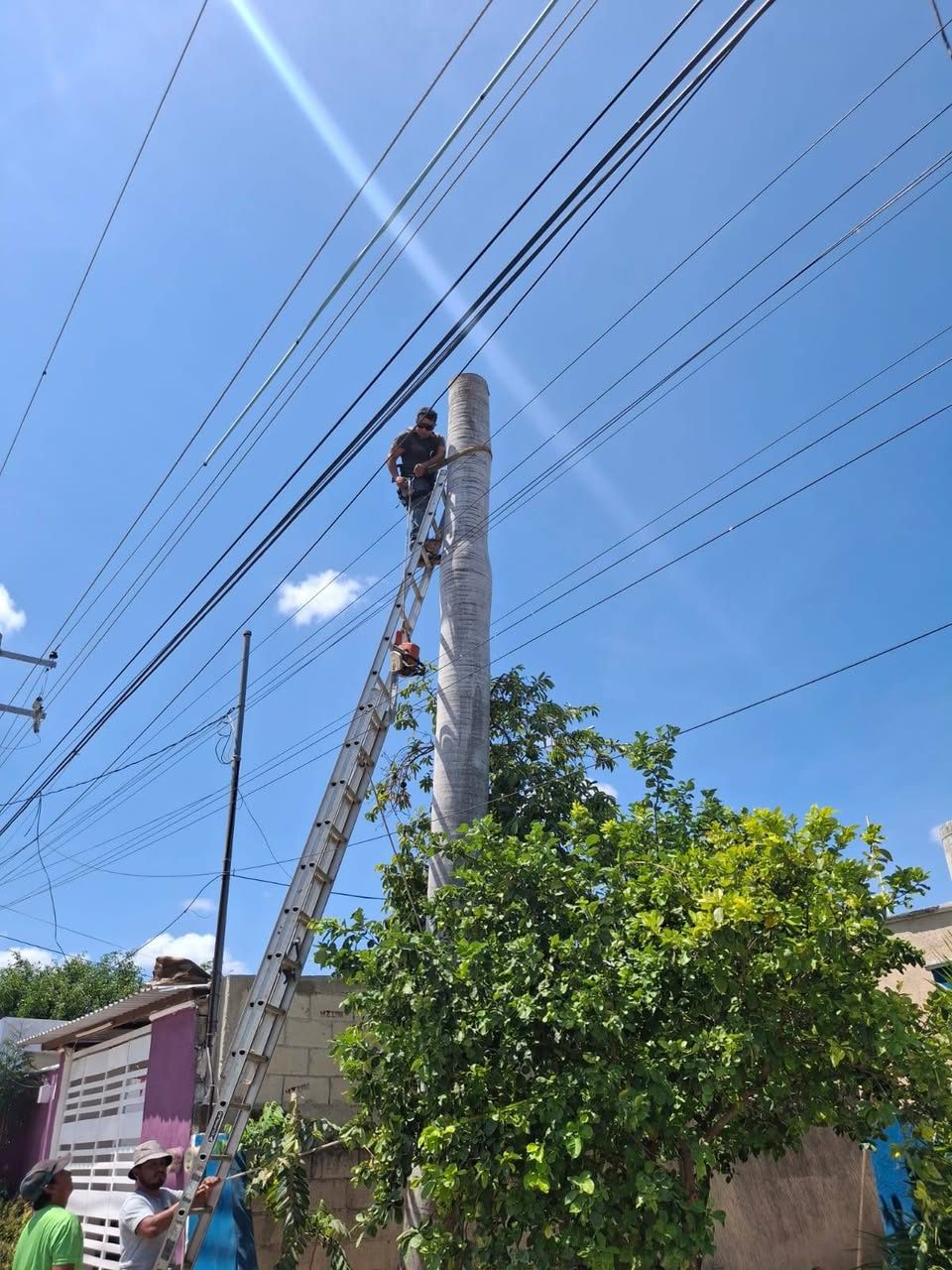 Servicios de Jardinería