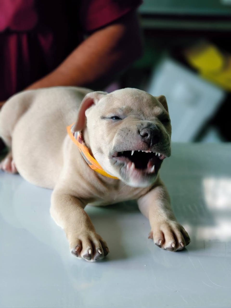 Servicios Veterinarios para Cachorros