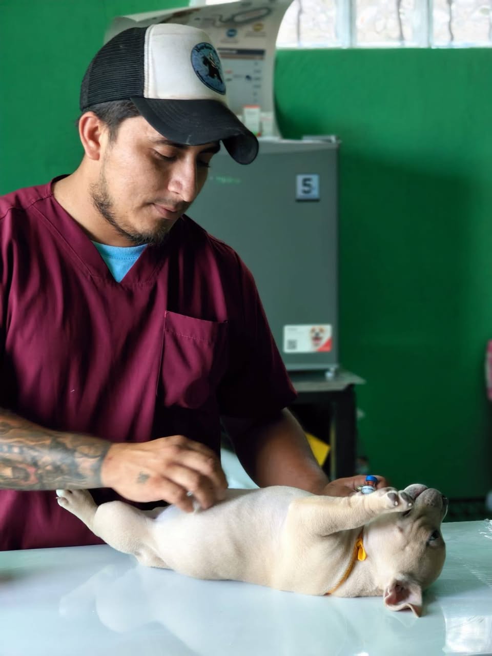 Servicios Veterinarios para Cachorros
