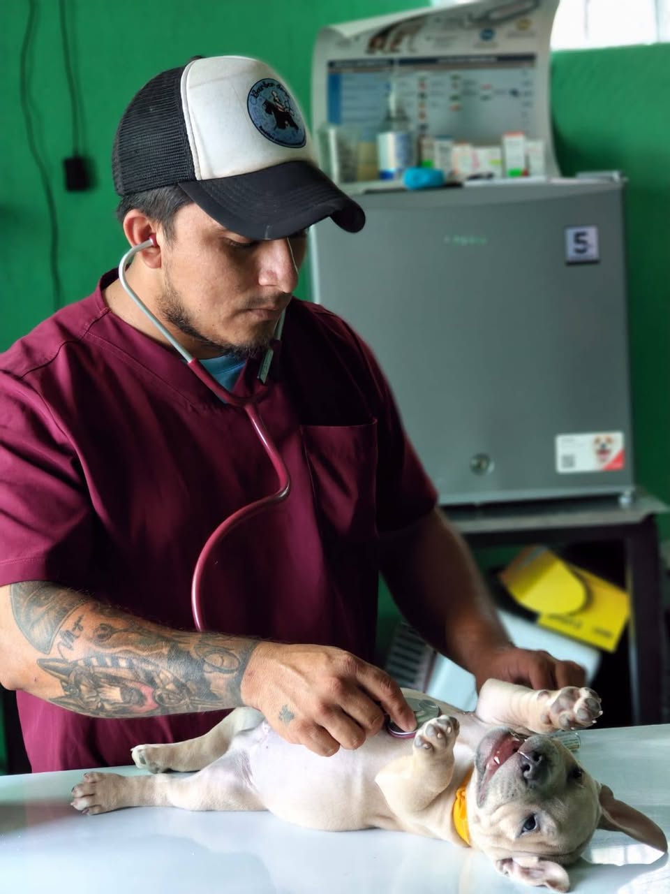 Servicios Veterinarios para Cachorros