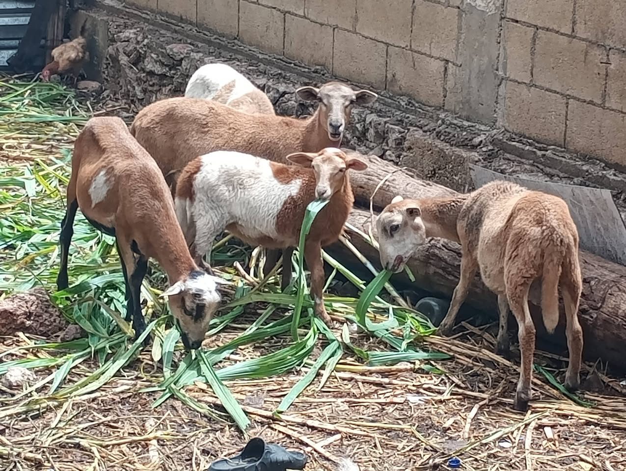 Venta de Borregos — San Jose Tzal