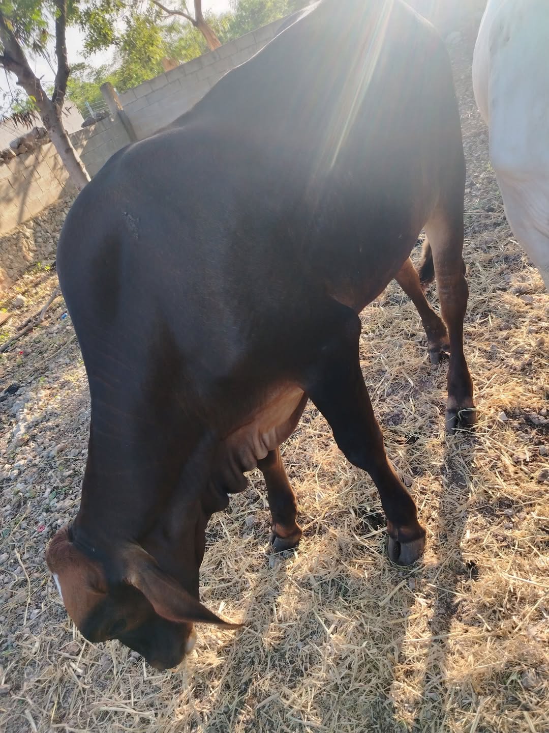Venta de Carne de Res El Rey
